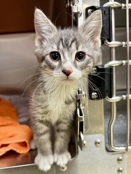 An adult large-sized female Gray / Blue / Silver Domestic Short Hair cat named Lily for adoption in Wichita, KS