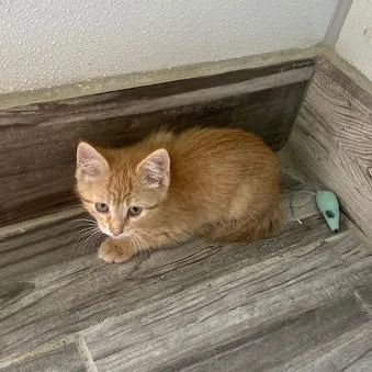 Watson