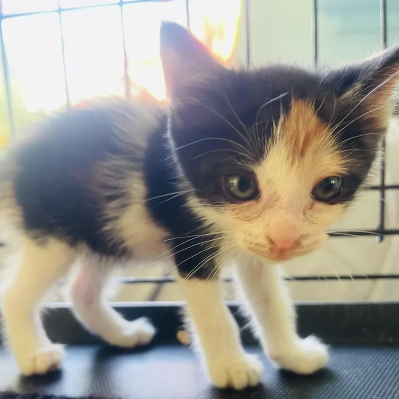 A baby small-sized female Calico Domestic Short Hair cat named Sophia for adoption in Pahoa, HI