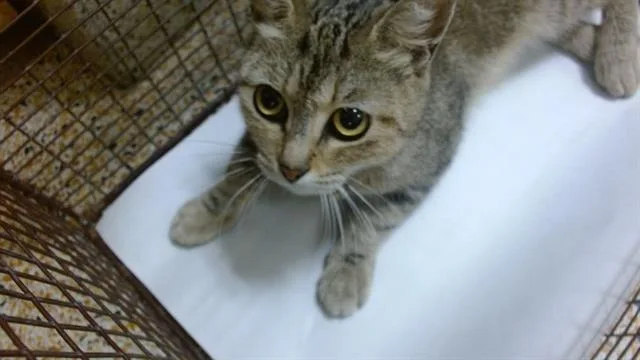 A young small-sized female Domestic Short Hair cat named Olivia for adoption in Miami, FL