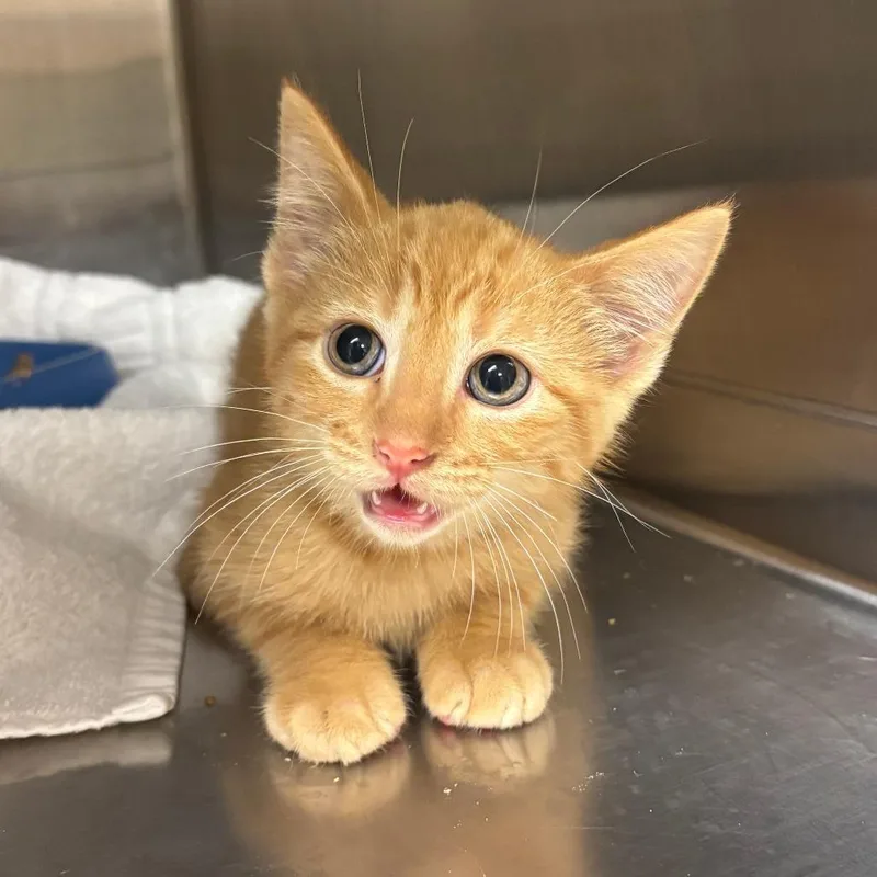 A baby small-sized male Orange / Red Domestic Short Hair cat named Pumpkin Spice for adoption in Emporia, KS