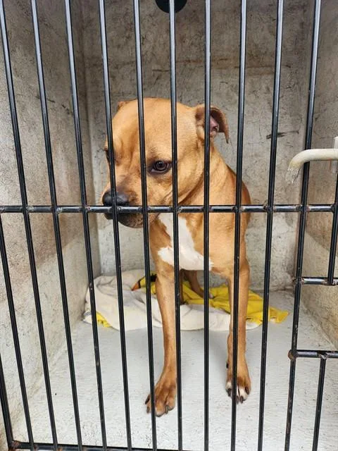 A young medium-sized male Boxer dog named Pharell for adoption in Huntsville, AL