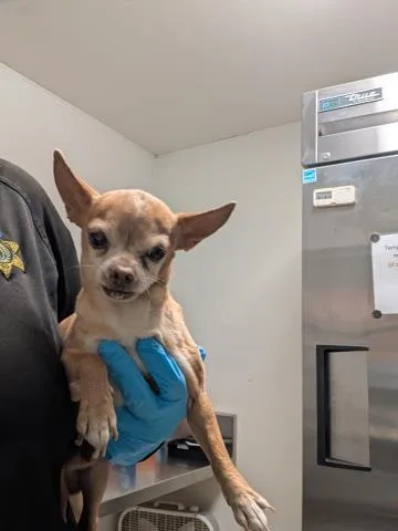 A senior small-sized male Chihuahua dog named Spartan for adoption in Bakersfield, CA