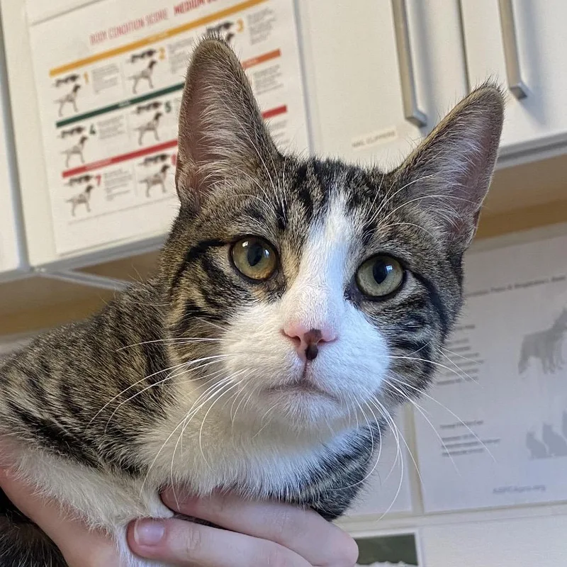 A young medium-sized male Domestic Short Hair cat named Myotis for adoption in Rifle, CO