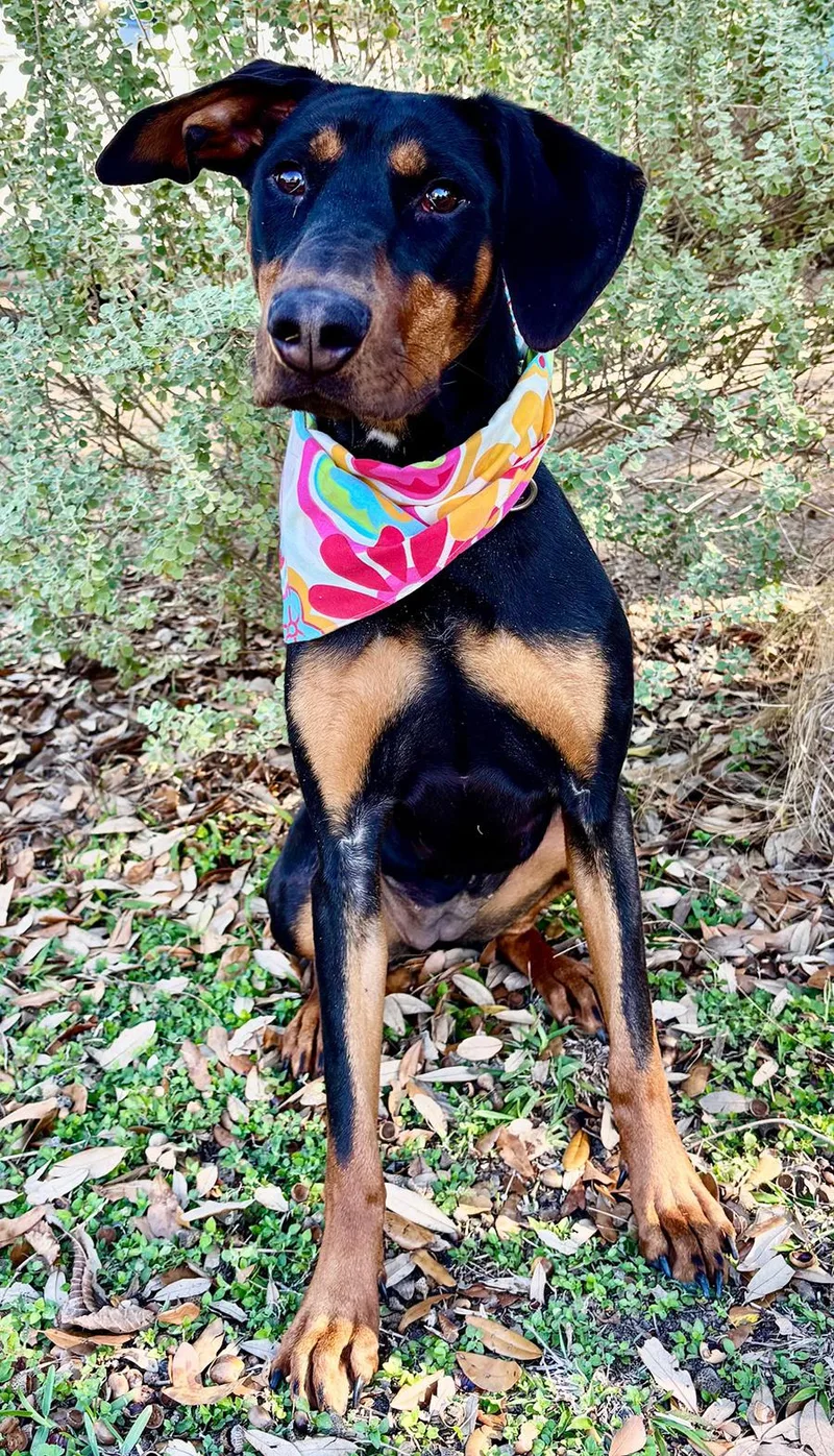 Piper  What A thumbnail 2