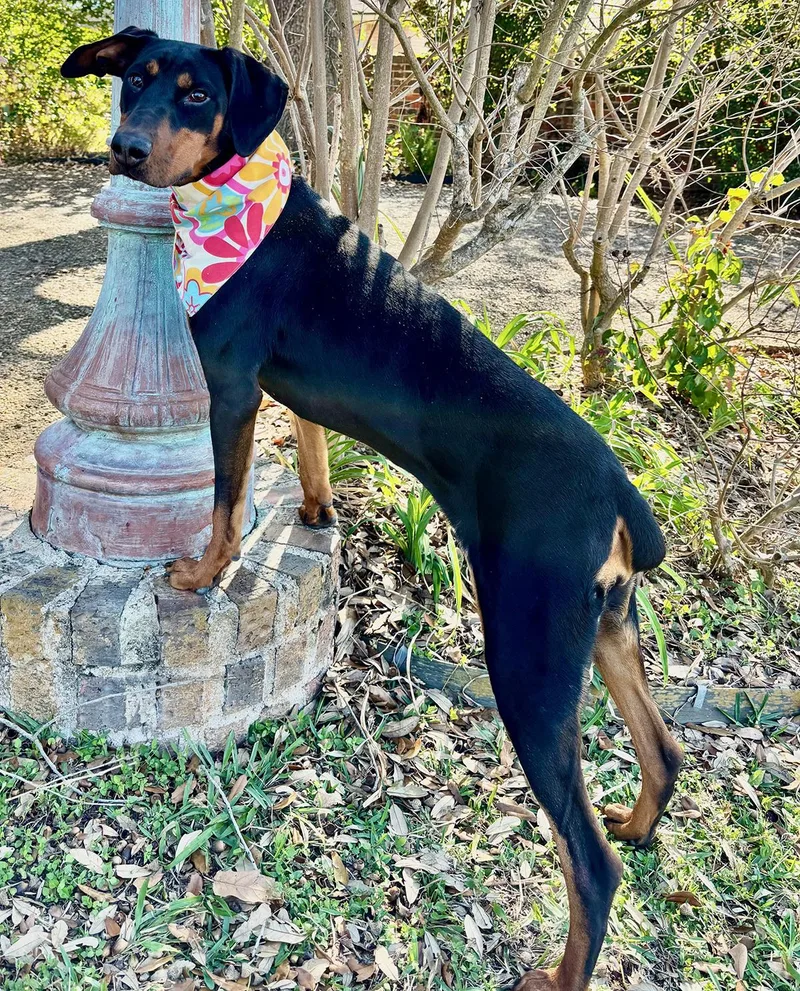 Piper  What A thumbnail 3