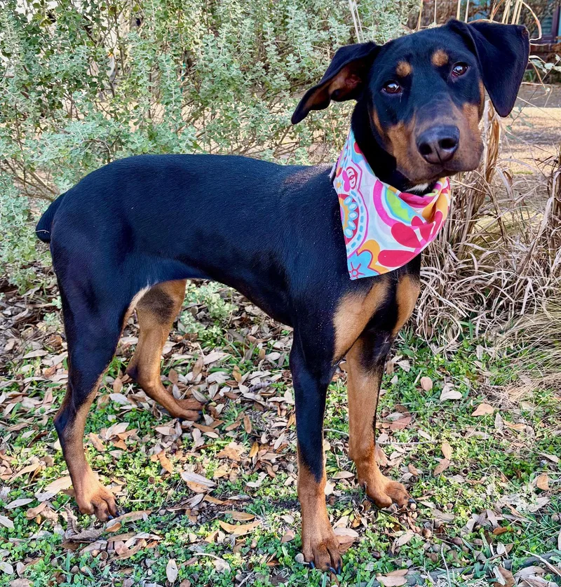 Piper  What A thumbnail 5