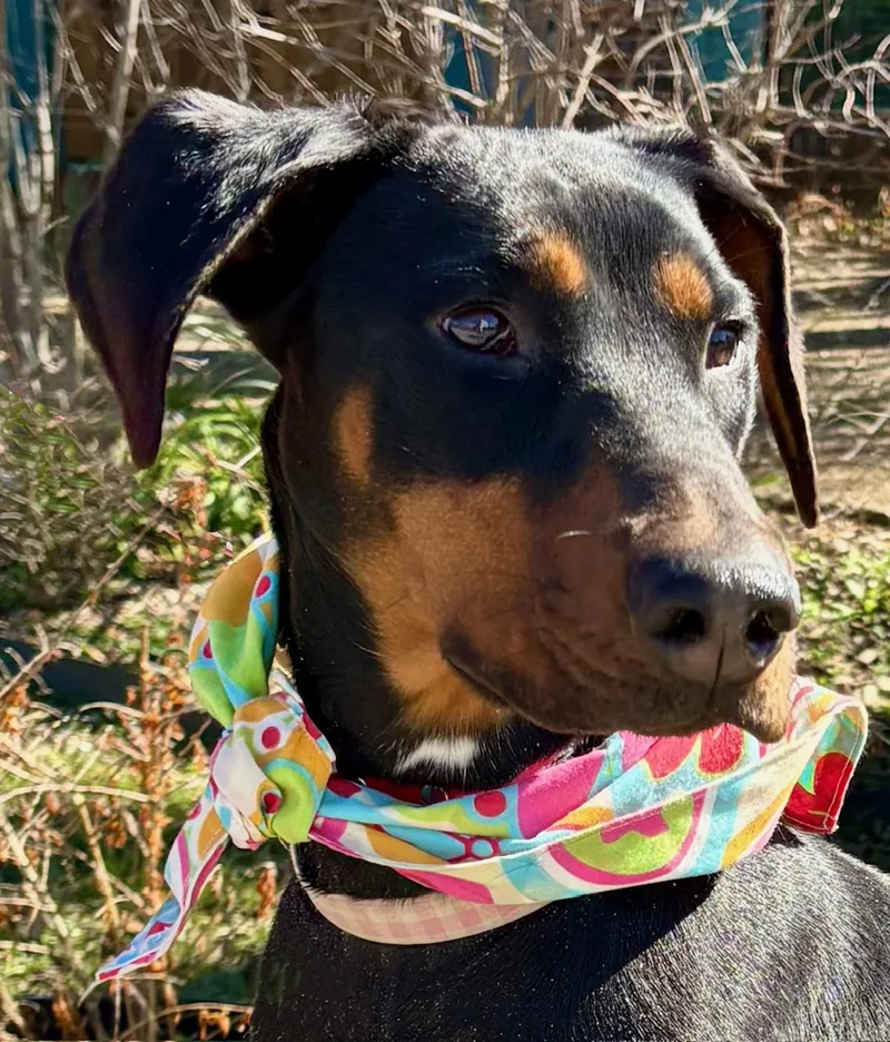 Piper  What A thumbnail 6