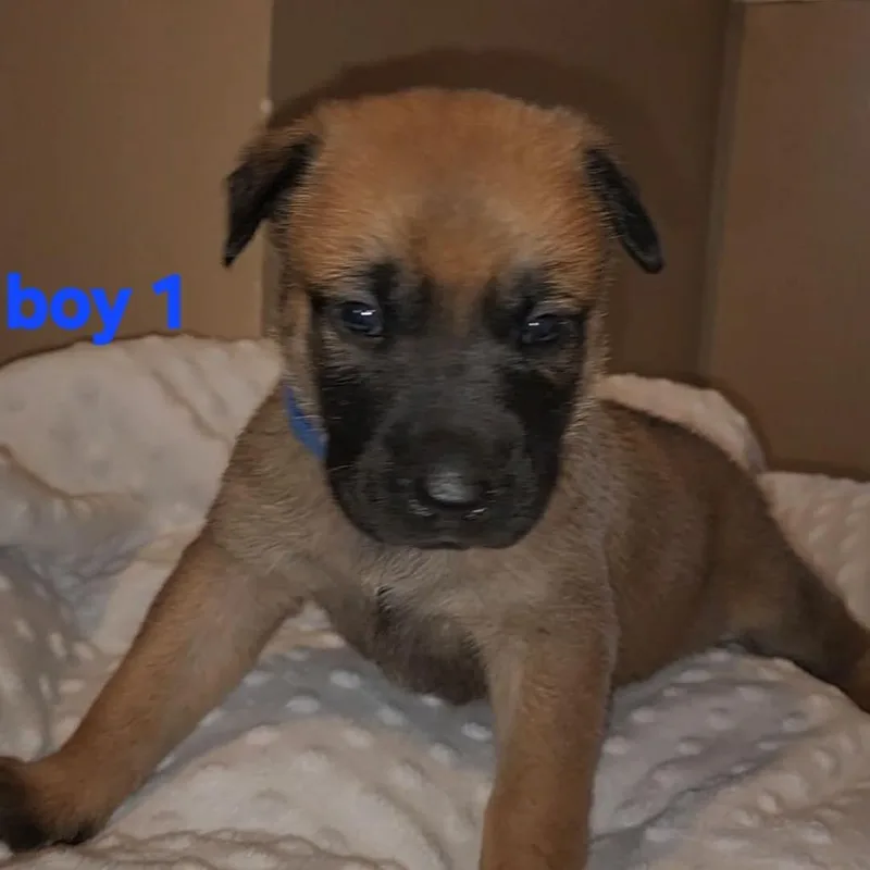 A baby small-sized male Brown / Chocolate Mixed Breed dog named Duke for adoption in Madison, WI