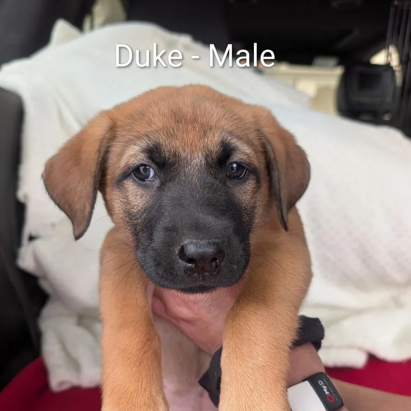 Duke thumbnail 6