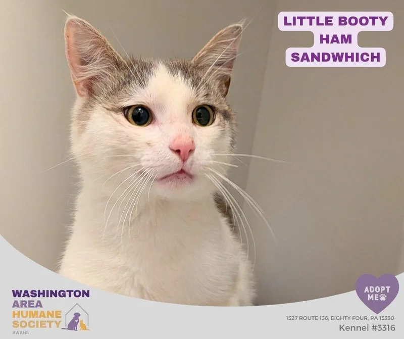 A young medium-sized male White Domestic Short Hair cat named Little Booty Ham Sandwich for adoption in Eighty Four, PA