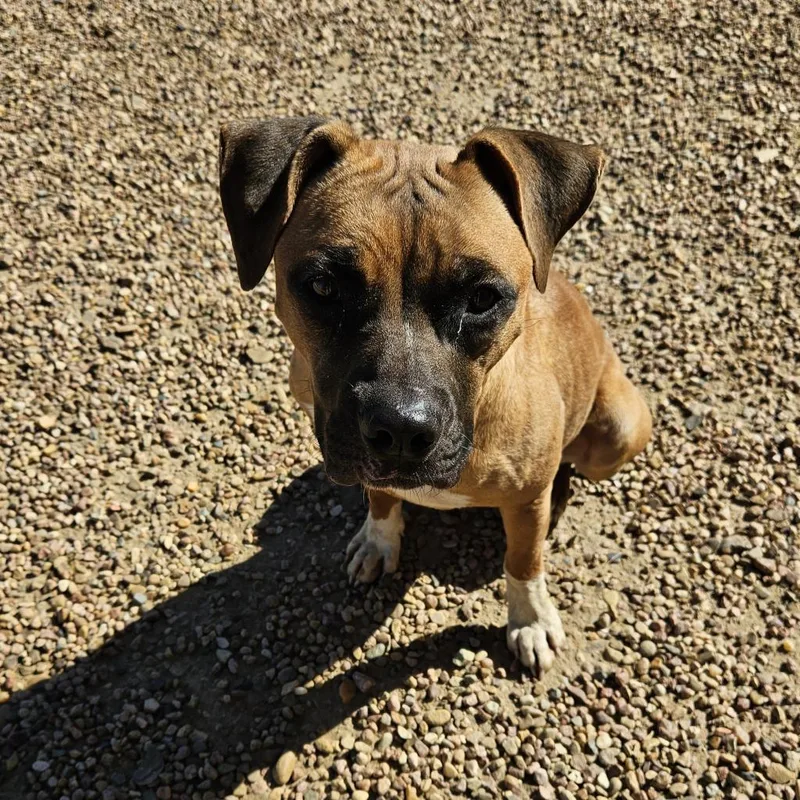 An adult medium-sized female Boxer dog named Ali for adoption in Kingman, KS