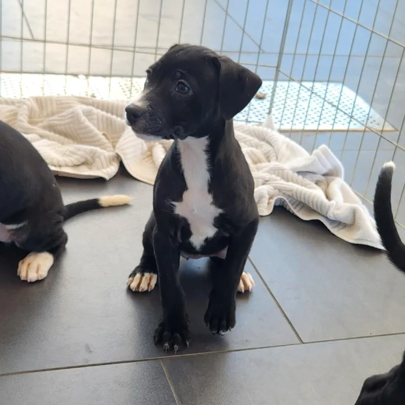 A baby small-sized female Black Mixed Breed dog named Wynona for adoption in Grand Rapids, MI