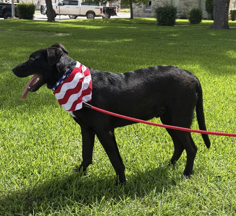 A young large-sized male Black Labrador Retriever dog named Niko for adoption in Boerne, TX