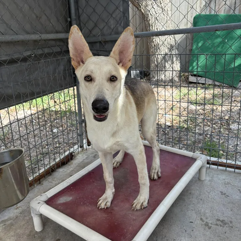 An adult medium-sized female German Shepherd Dog dog named Selene for adoption in Fulton, TX