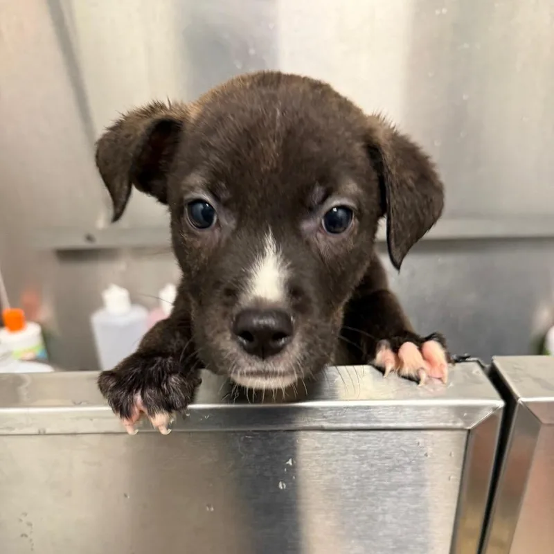 A baby medium-sized male Labrador Retriever dog named Doc for adoption in Tulsa, OK