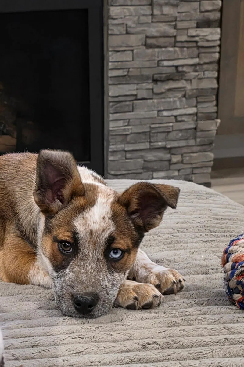 A baby medium-sized female Brown / Chocolate Australian Cattle Dog / Blue Heeler dog named Sedona for adoption in Bend, OR