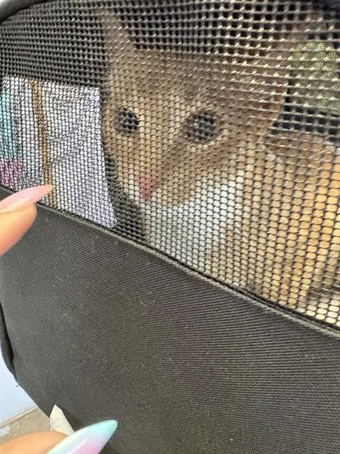 A young small-sized female Domestic Short Hair cat named Lady Honey Havoc for adoption in Fort Walton Beach, FL