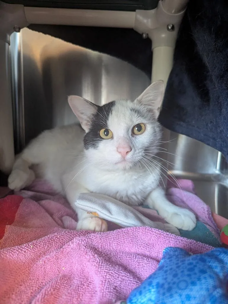 A young small-sized male Domestic Short Hair cat named Miles for adoption in Barron, WI