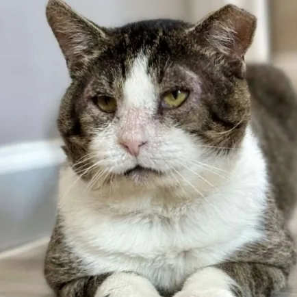 A senior large-sized male Domestic Short Hair cat named Arthur for adoption in Schnecksville, PA
