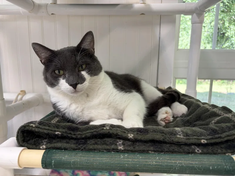 An adult medium-sized male Gray & White Domestic Short Hair cat named Dooley for adoption in Westbrook, CT