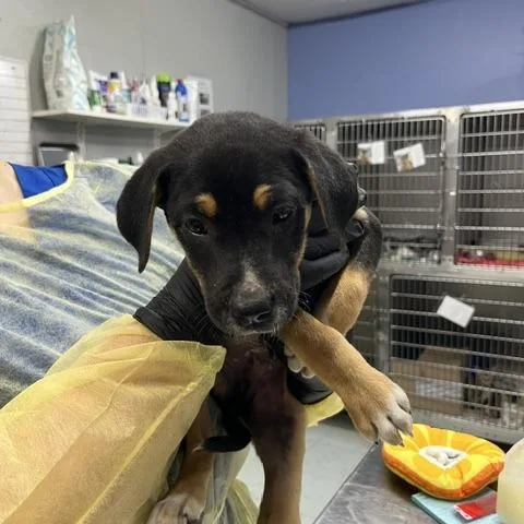 A baby medium-sized male Apricot / Beige Mixed Breed dog named TRex for adoption in Franklin, NC