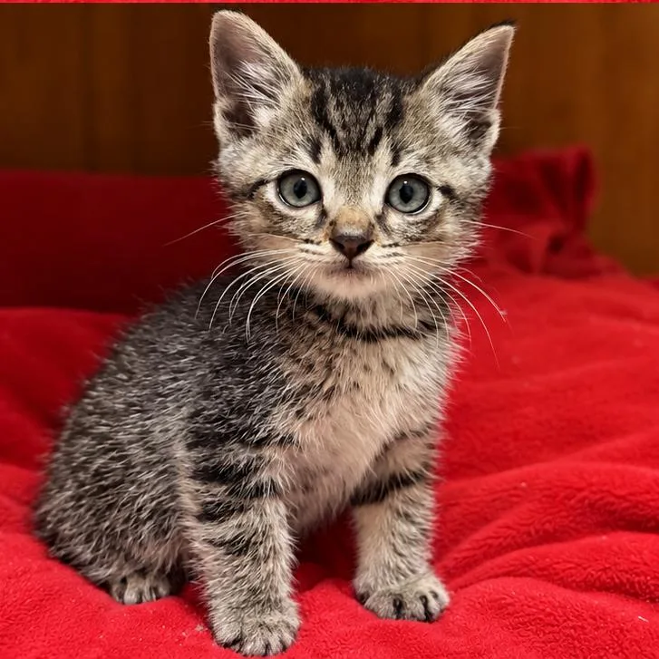 A baby small-sized female Brown / Chocolate Domestic Short Hair cat named Pip for adoption in Blairsville, GA