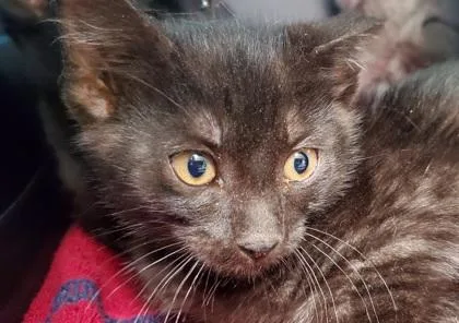 A young large-sized male Domestic Short Hair cat named Gelato for adoption in Kansas City, MO