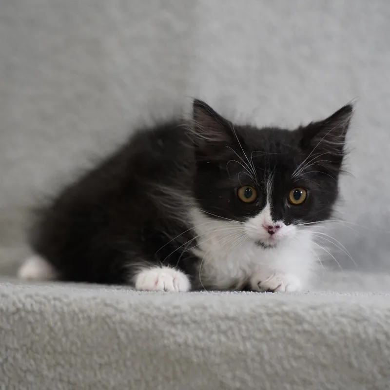 A baby small-sized female Black Domestic Long Hair cat named Cupcake for adoption in Sunnyvale, CA