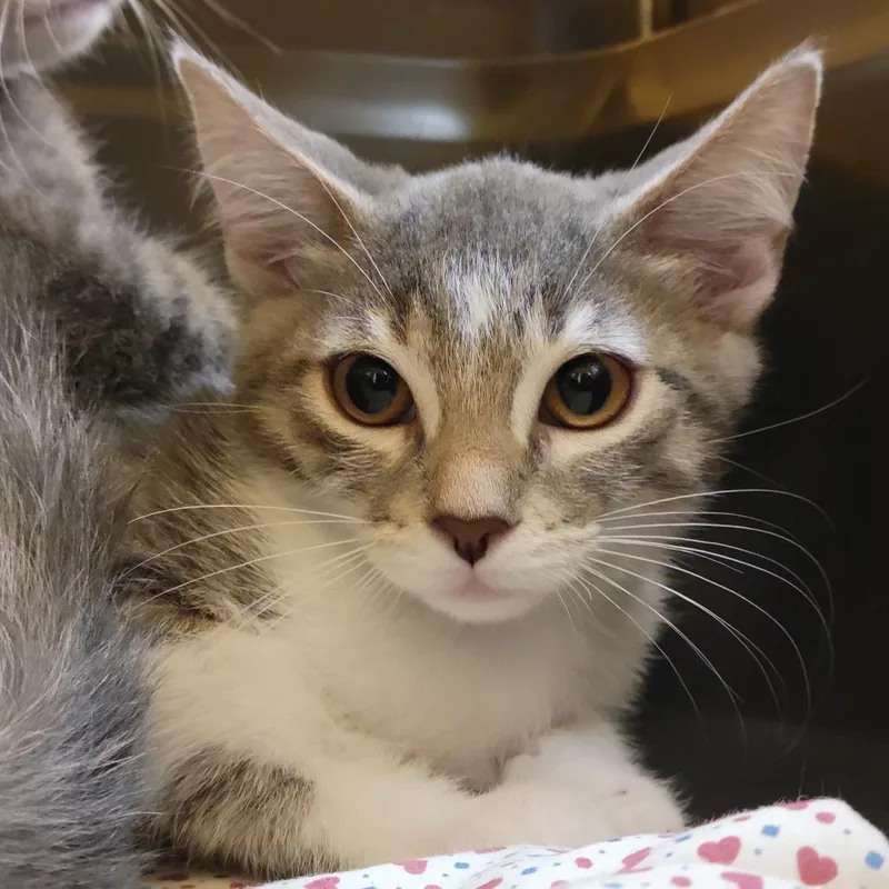 A baby small-sized female Gray / Blue / Silver Domestic Short Hair cat named Linda for adoption in Sarasota, FL