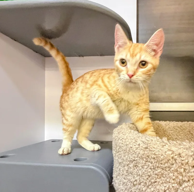 A baby small-sized female Tabby (Orange / Red) Domestic Short Hair cat named Peach Pie for adoption in Syosset, NY