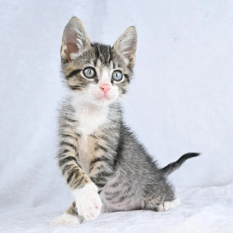 A baby small-sized male Gray / Blue / Silver Domestic Short Hair cat named Duke for adoption in Mobile, AL