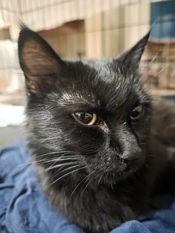An adult medium-sized female Black Domestic Medium Hair cat named Willow for adoption in Kennewick, WA