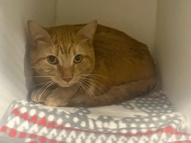 An adult medium-sized male Tabby (Orange / Red) Domestic Short Hair cat named Mourning Dove for adoption in Seville, OH