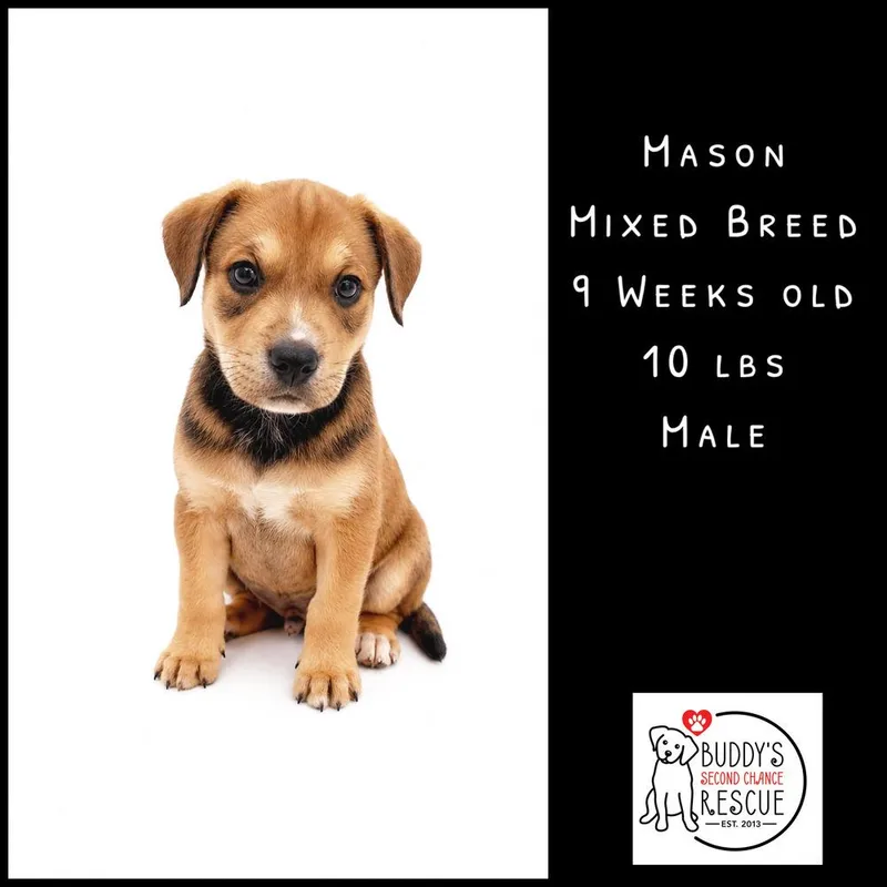 Mason thumbnail 6