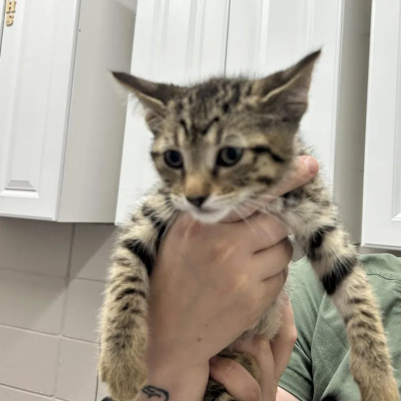 A baby small-sized male Brown / Chocolate Domestic Short Hair cat named Blueberry for adoption in Huntsville, AL