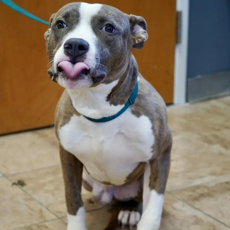 A young medium-sized male Brindle Pit Bull Terrier dog named Triton for adoption in Tuscaloosa, AL