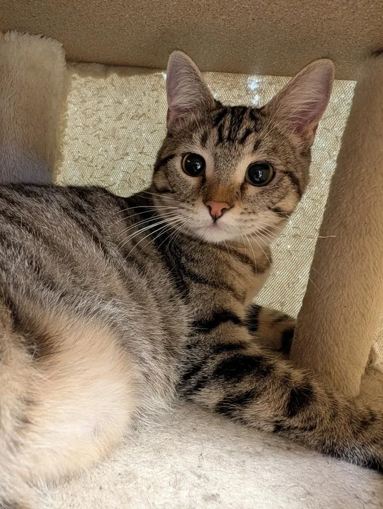 A young medium-sized male Brown / Chocolate Domestic Short Hair cat named Johnnie for adoption in Papillion, NE