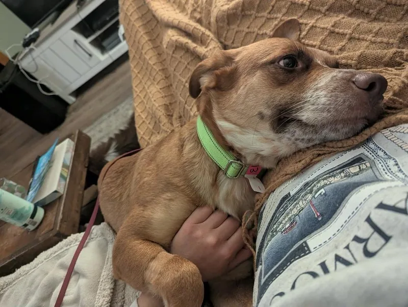 A young medium-sized female Tricolor (Brown, Black, & White) Black Mouth Cur dog named Ellie A 🇨🇦 for adoption in Silsbee, TX