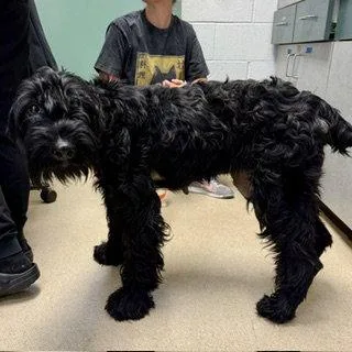 An adult medium-sized female Mixed Breed dog named Ari Chanelle for adoption in Oakland, CA