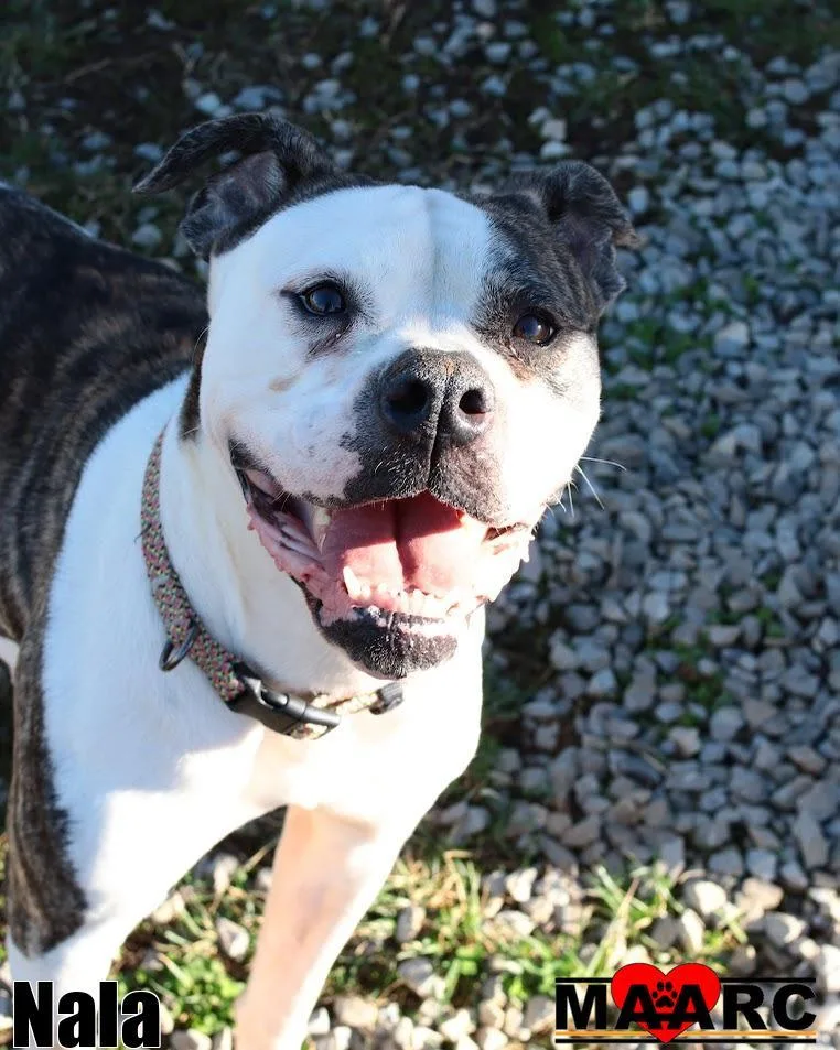 An adult medium-sized female Boxer dog named Nala for adoption in Maryville, TN