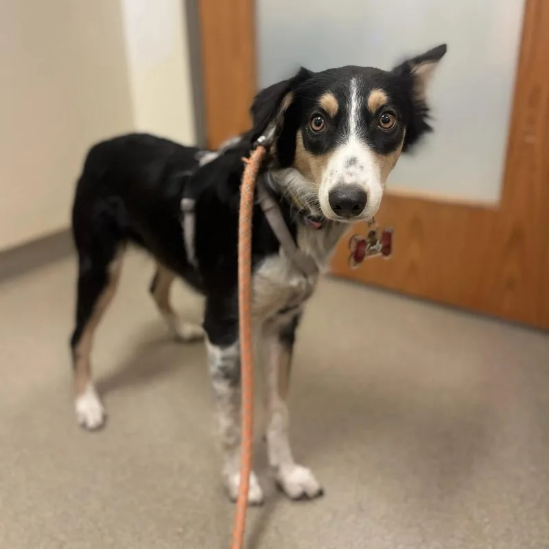 An adult small-sized female Black Australian Shepherd dog named Lady for adoption in Lynchburg, VA