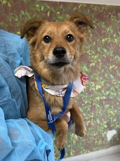 Mint Julep thumbnail 2