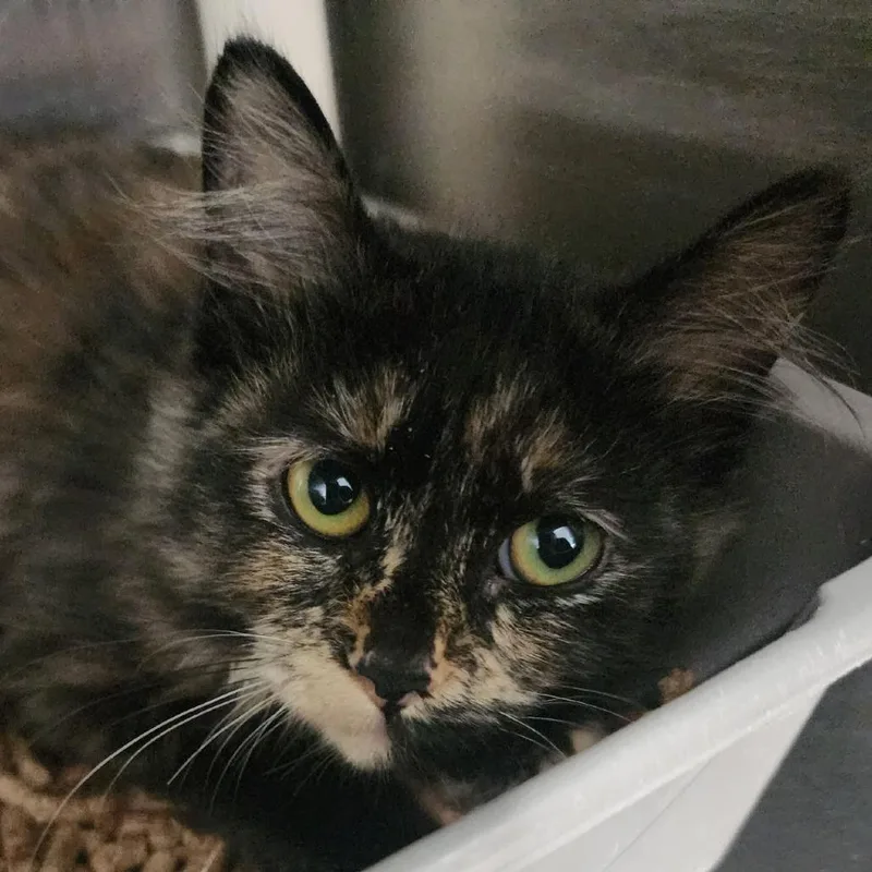 A baby small-sized female Tortoiseshell Domestic Short Hair cat named Dandelion for adoption in Spanish Fork, UT