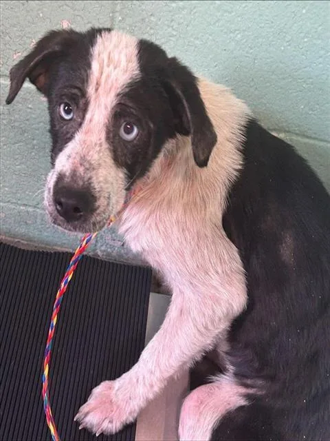 A young small-sized female Pit Bull Terrier dog named Koa for adoption in Sacramento, CA