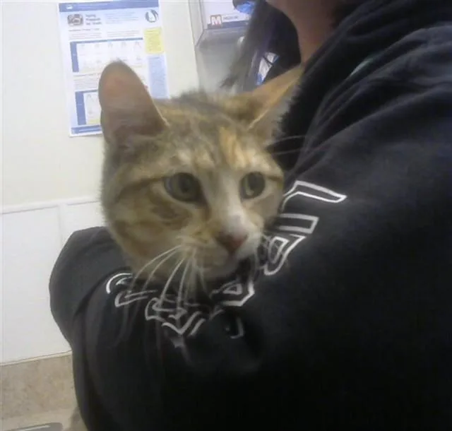 A young small-sized female Domestic Short Hair cat named Cleo for adoption in Albuquerque, NM
