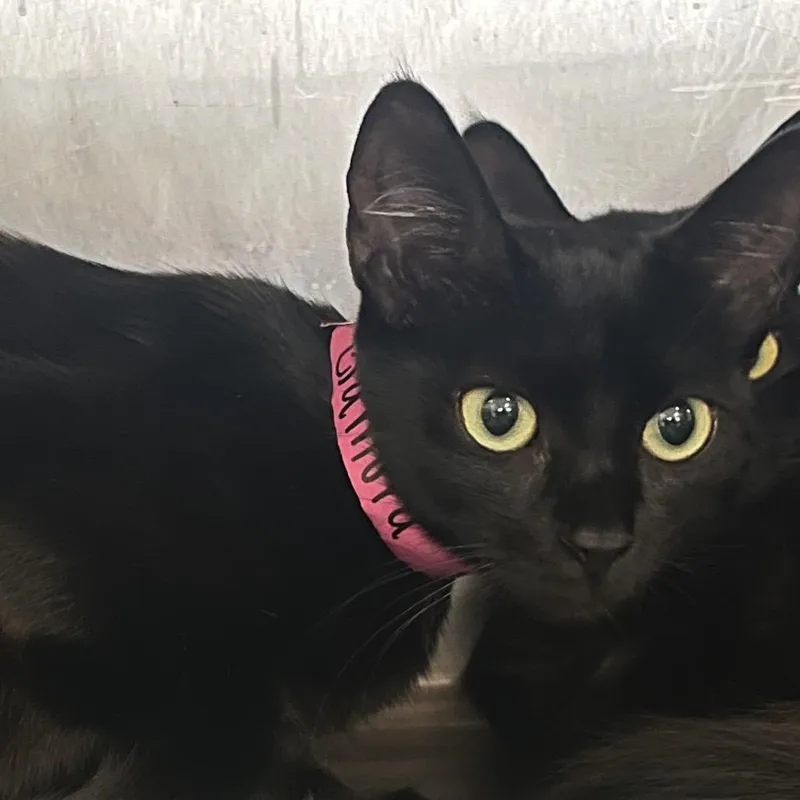 A young medium-sized female Black Domestic Short Hair cat named Gamora for adoption in Lakeland, FL