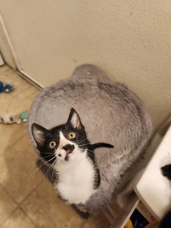 Pepper