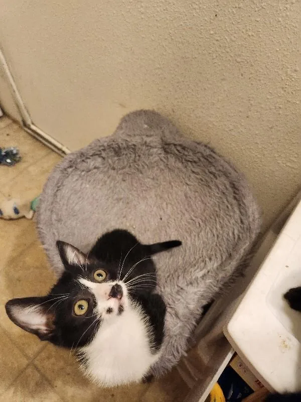 Pepper thumbnail 2
