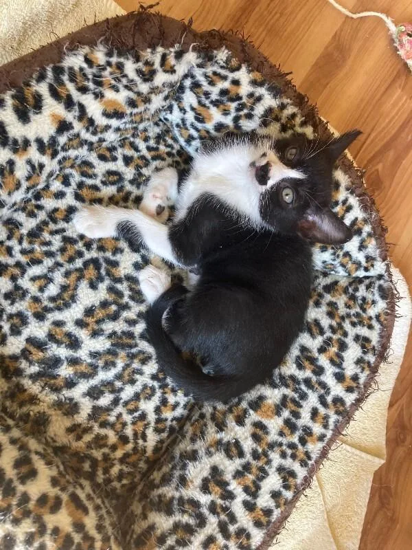 Pepper thumbnail 3